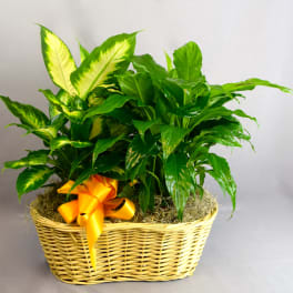 Potted green plant in a wicker basket with an orange ribbon