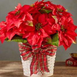 Red poinsettias arranged in a white basket with a plaid bow