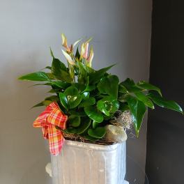 Vibrant green plant in mix (in decorative tin + stand)