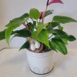 Anthurium Fun