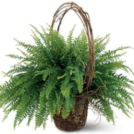 Basket of lush green fern fronds with a woven handle