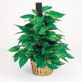 Potted green houseplant in a woven basket