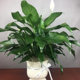Potted peace lily with white blooms in a white urn