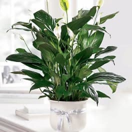 Potted green houseplant in a white container with a ribbon