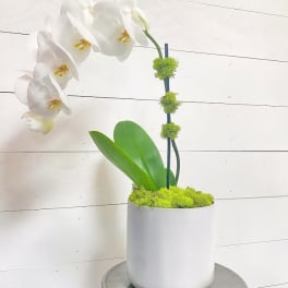 White orchid arrangement in a white pot with green moss