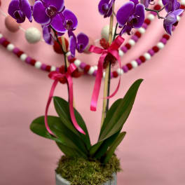 Purple orchids in a gray pot with pink ribbon accents