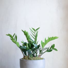 Potted green plant in a light gray ceramic planter
