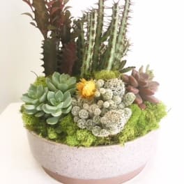 Succulent arrangement in a round white planter with tall cactus-like plants