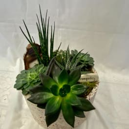 Succulent arrangement in a speckled round container with tall spiky leaves