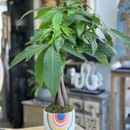 Potted money tree plant in a white rainbow-patterned ceramic pot