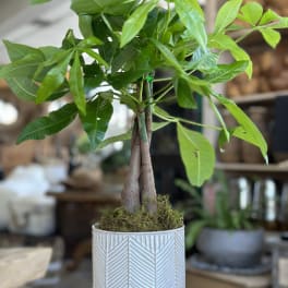 Potted money tree plant in a patterned white ceramic pot