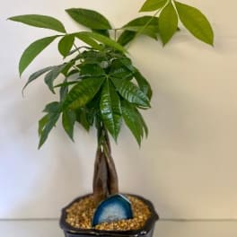 Potted money tree plant in a blue ceramic container