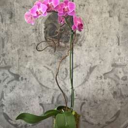 Pink orchid in a glass vase with moss