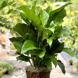 Potted green houseplant in a woven basket planter