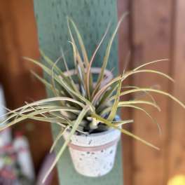 Small potted air plant in a speckled white container