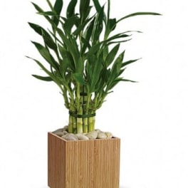 Potted bamboo plant in a wooden planter with stones