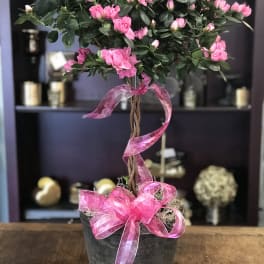Pink flowering plant in a black pot with a ribbon bow