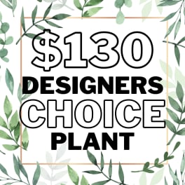 Graphic sign reading "$130 Designers Choice Plant" with leafy border