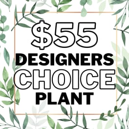 Graphic sign reading "$55 Designers Choice Plant" with leafy border