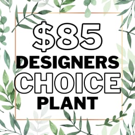 Graphic reading "$85 Designers Choice Plant" with leafy border