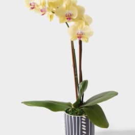 Yellow orchid plant in a striped pot