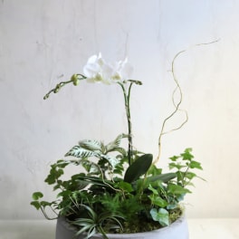 White orchid arrangement in a low round planter with mixed greenery