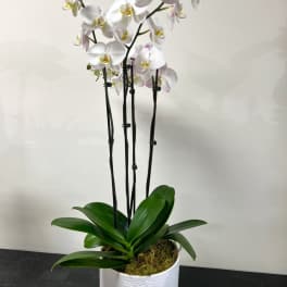 Potted white orchid plant with tall stems in a white ceramic pot