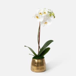 White orchid plant in a gold pot