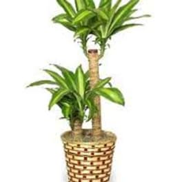 Potted dracaena plant in a woven basket planter