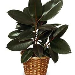 Potted rubber plant in a woven basket