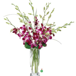 Magenta orchids arranged in a tall clear glass vase