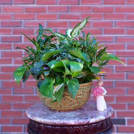 Mixed green houseplant arrangement in a decorative bowl with a small figurine