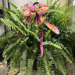 Hanging Boston Fern