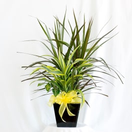 Potted dracaena plant with a yellow ribbon in a black container