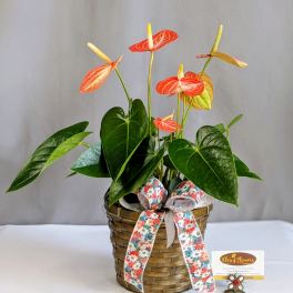 Anthurium - 6" Planter