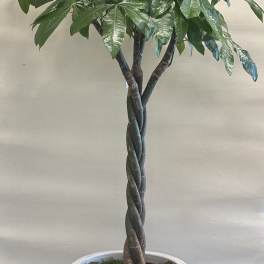 Large Money Tree