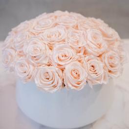 Blush Roses in round white container