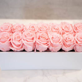 Pink Roses in White Rectangle