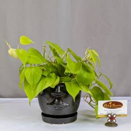 Bright green potted plant in a black face-shaped planter