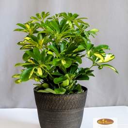 Variegated Umbrella Schefflera - 6" Planter