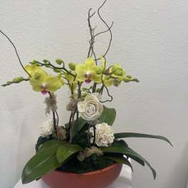 Potted orchid arrangement with yellow blooms and cream decorative flowers