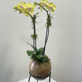 Potted yellow orchids in a brown ceramic vase on a metal stand