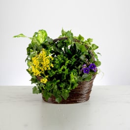 Assorted green plants with small yellow and purple flowers in a wicker basket