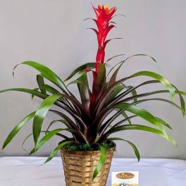 Brilliant Bromeliad - 6" Planter