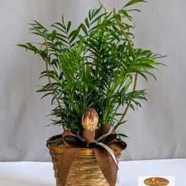 Beautiful Bella Palm - 6" Planter