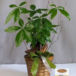 Money Tree - 6" Planter