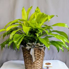 Lime Light Dracaena - 8" Planter
