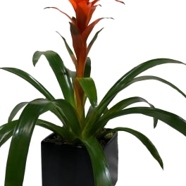 Orange bromeliad plant with long green leaves in a black square pot