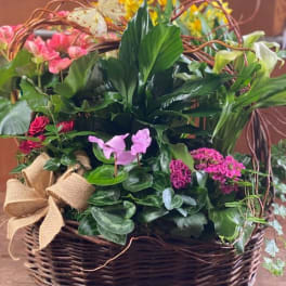 Mixed blooming plant basket with pink, yellow, and white flowers in a woven container