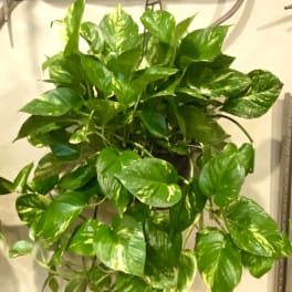 Hanging pothos plant with glossy green and yellow variegated leaves